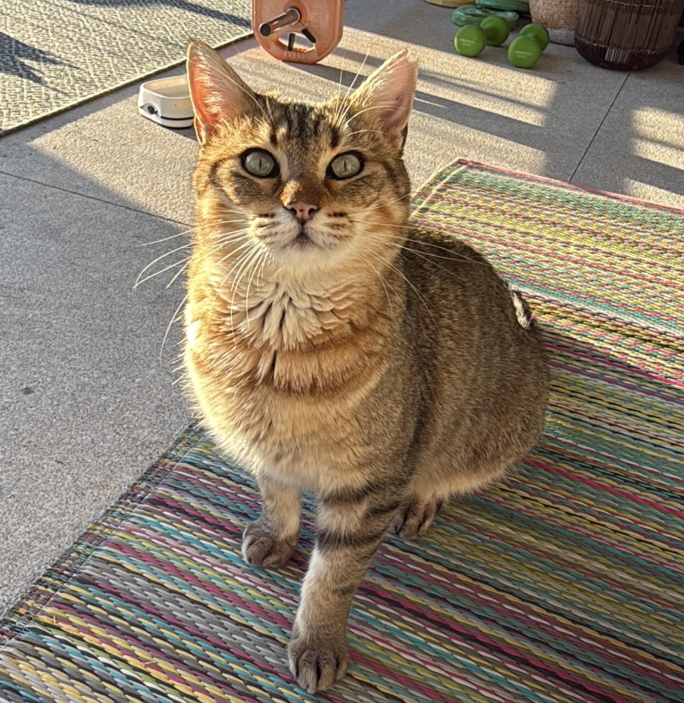 poyar, financiar y dar visibilidad a voluntarios y rescatistas locales