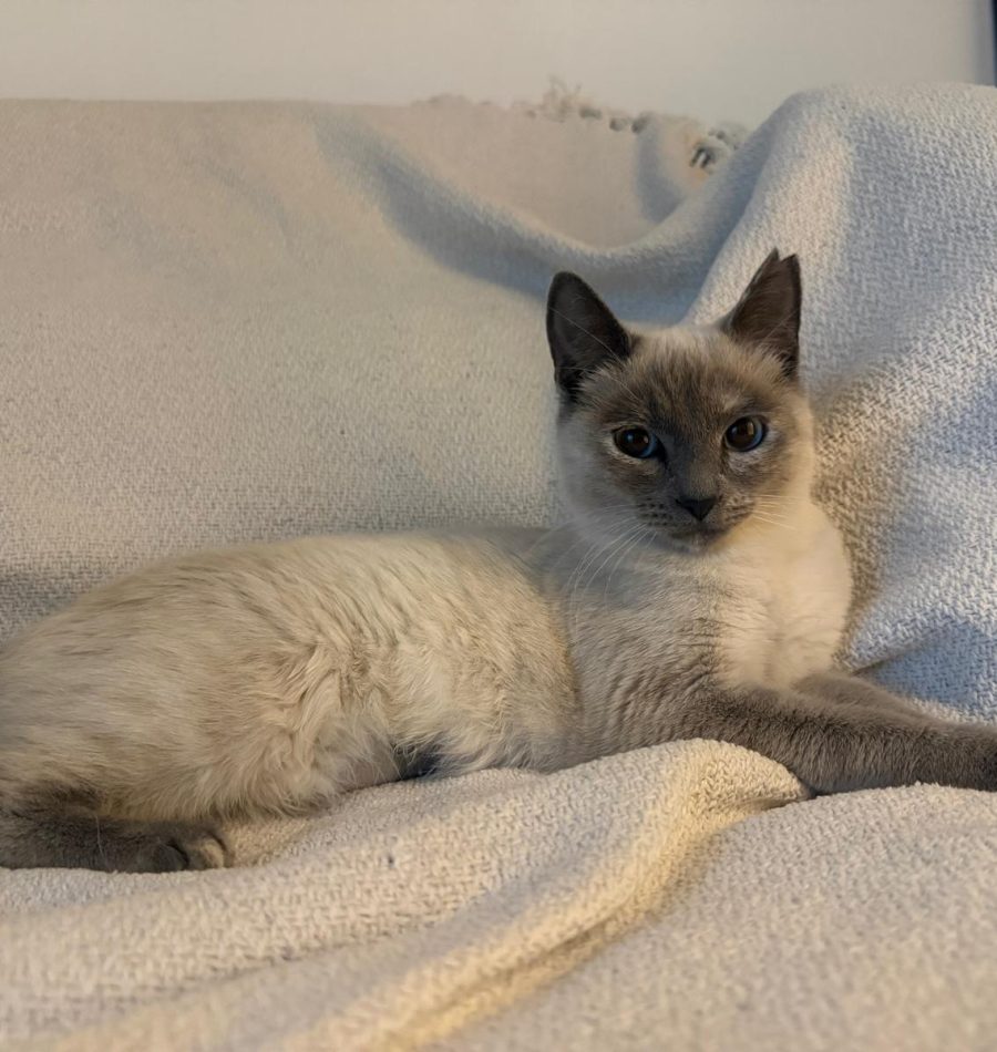 WhatsApp Image 2026-03-29 at 14.26.35